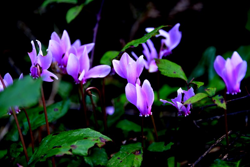 Cyclamen hederifolium