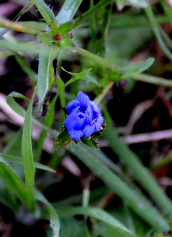 Cichorium intybus