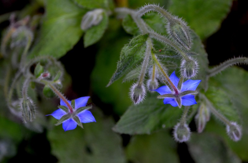 Borago officinalis