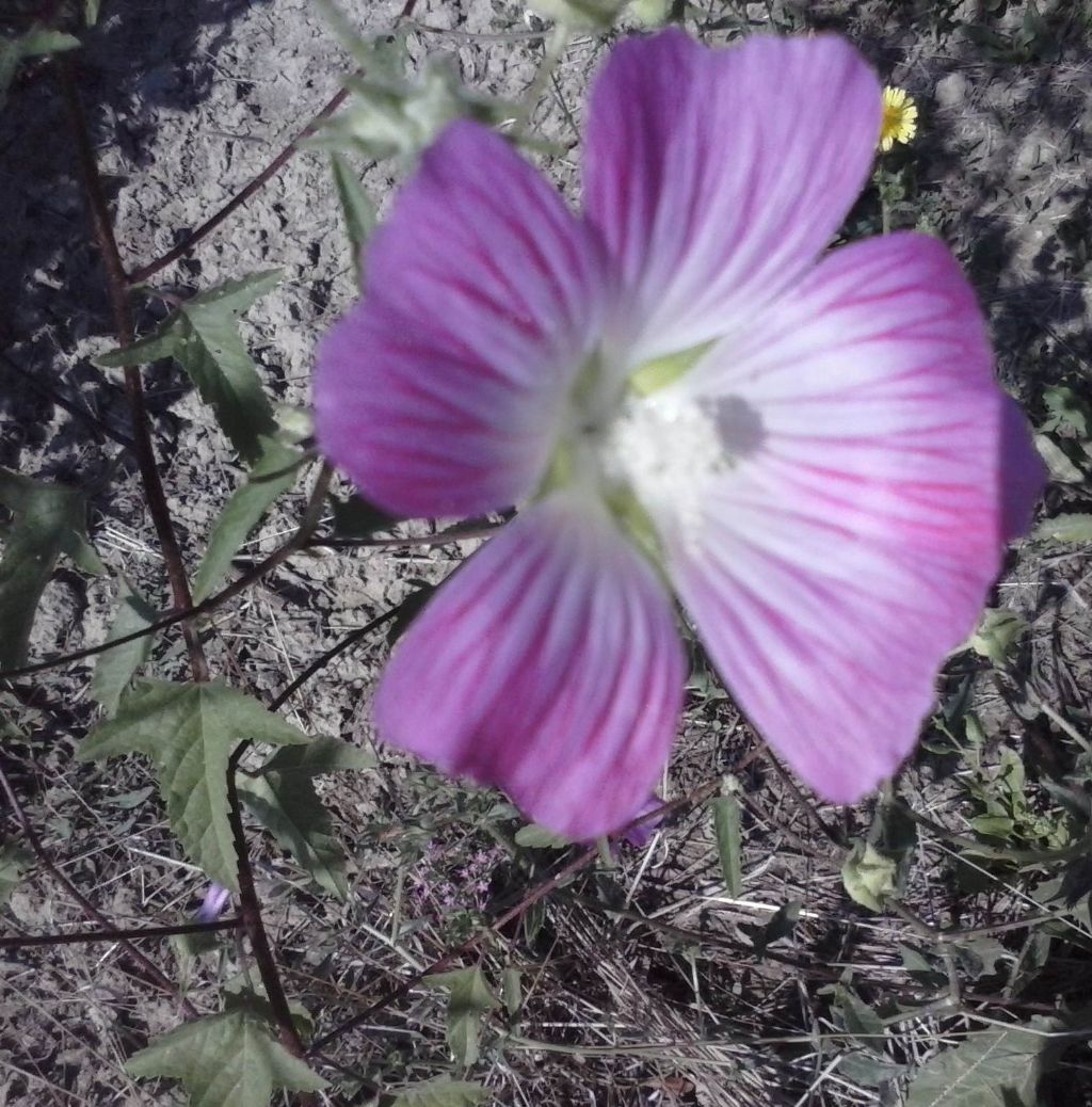 Malva punctata