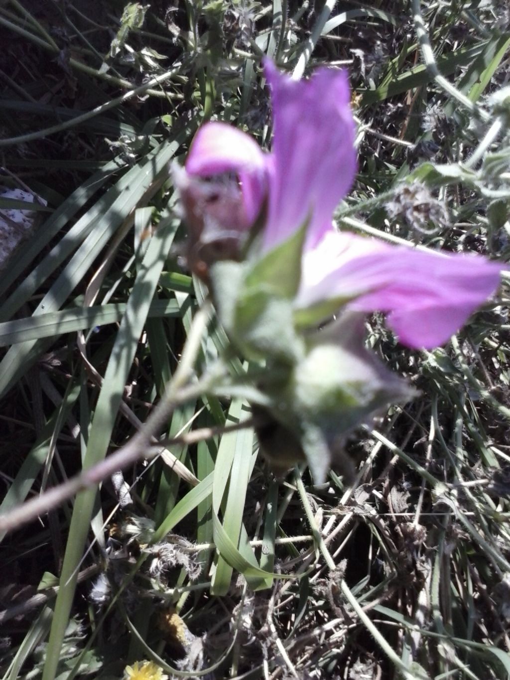 Malva punctata