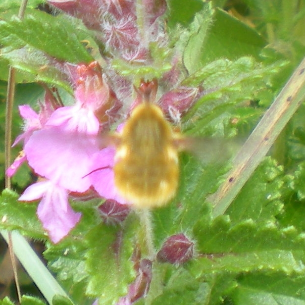 Bombyliidae