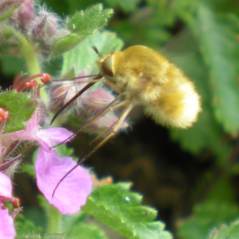 Bombyliidae