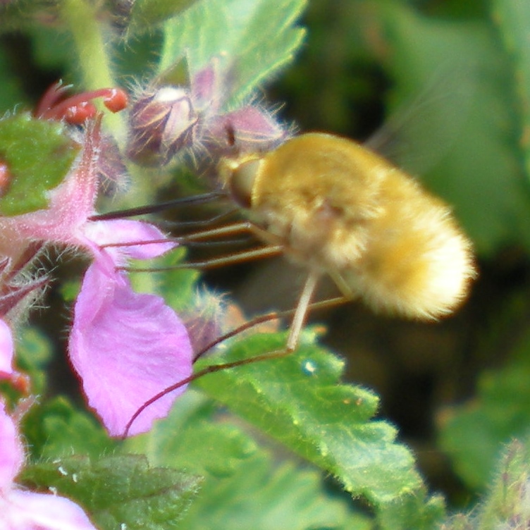 Bombyliidae