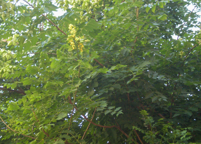 Koelreuteria paniculata