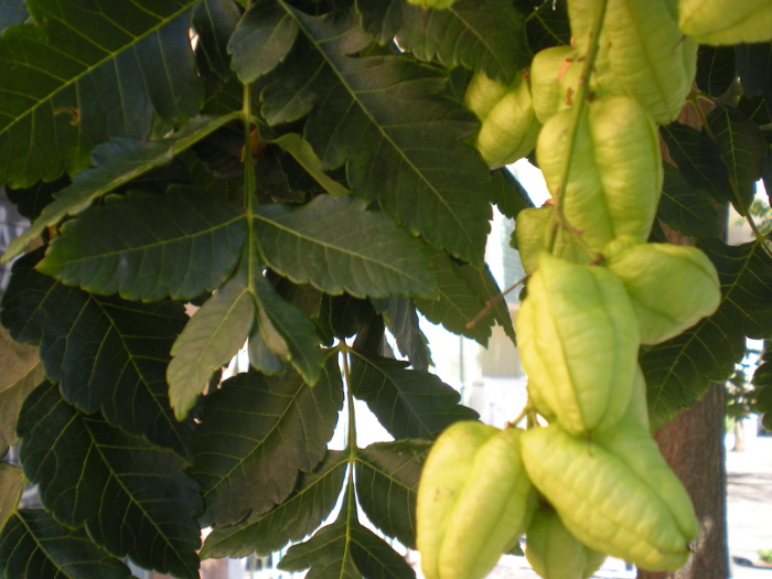 Koelreuteria paniculata