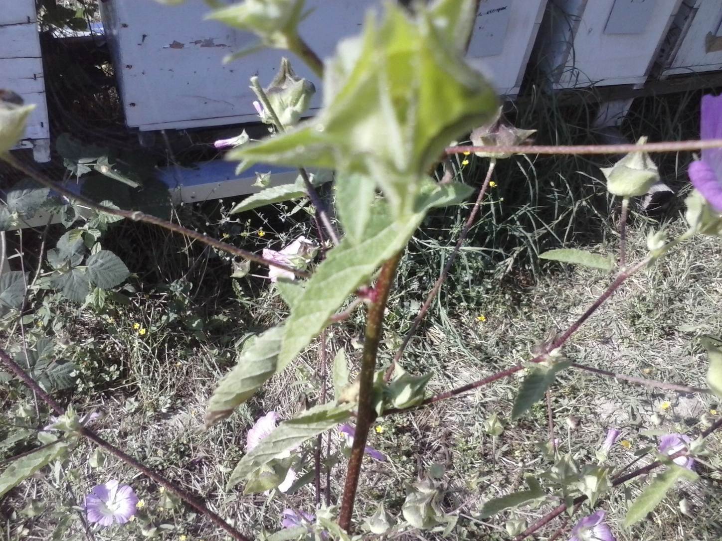 Malva punctata