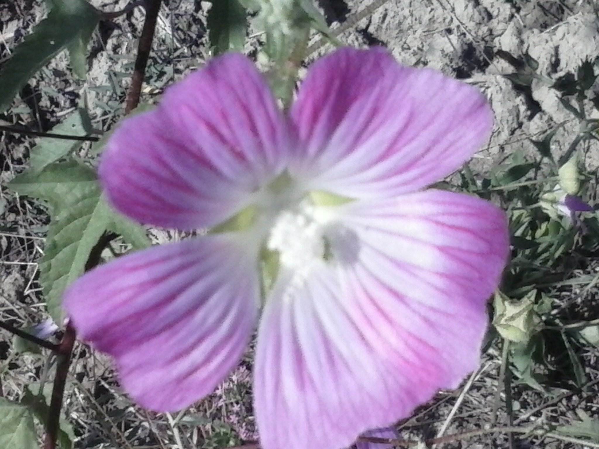 Malva punctata