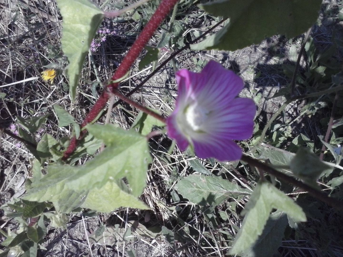 Malva punctata