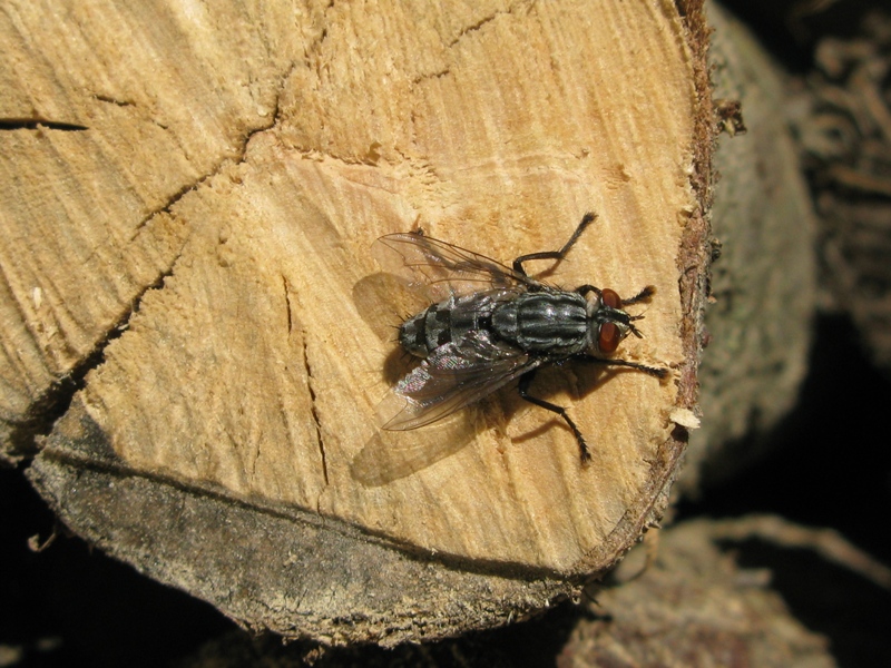 sarcophagidae da determinare?