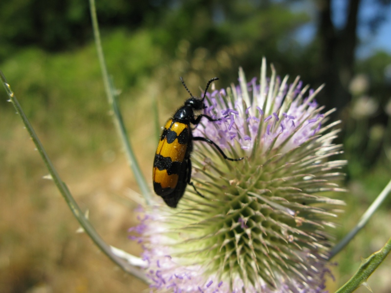 Meloidae da determinare?