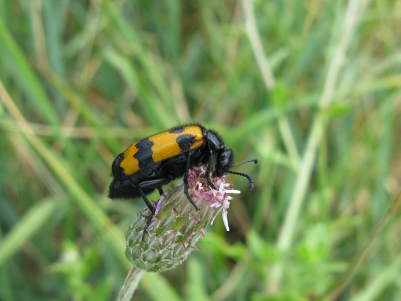 Meloidae da determinare?