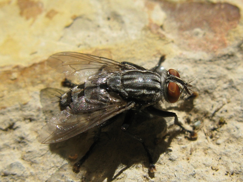 sarcophagidae da determinare?