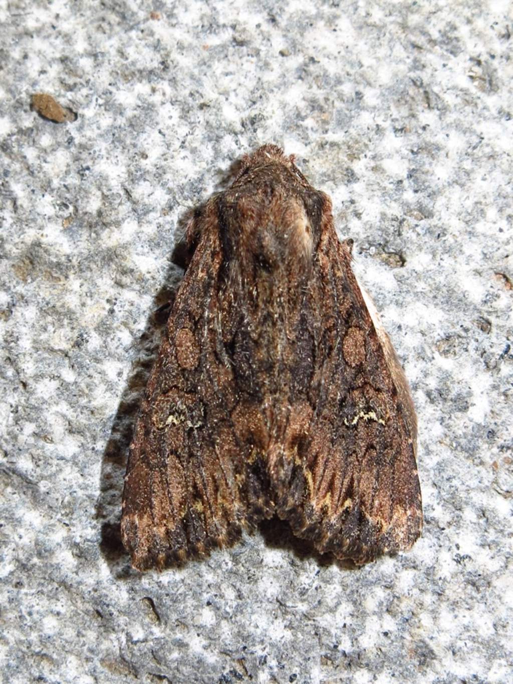 Noctuidae - Mniotype solieri? S