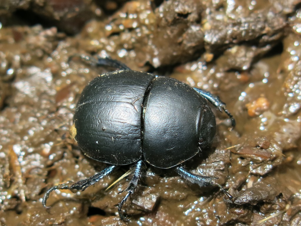 Geotrupidae:  Jekelius (Jekelius) intermedius