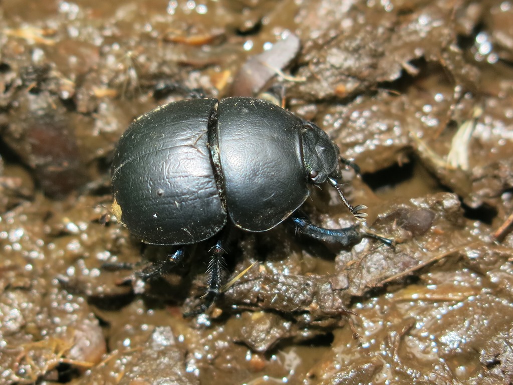 Geotrupidae:  Jekelius (Jekelius) intermedius