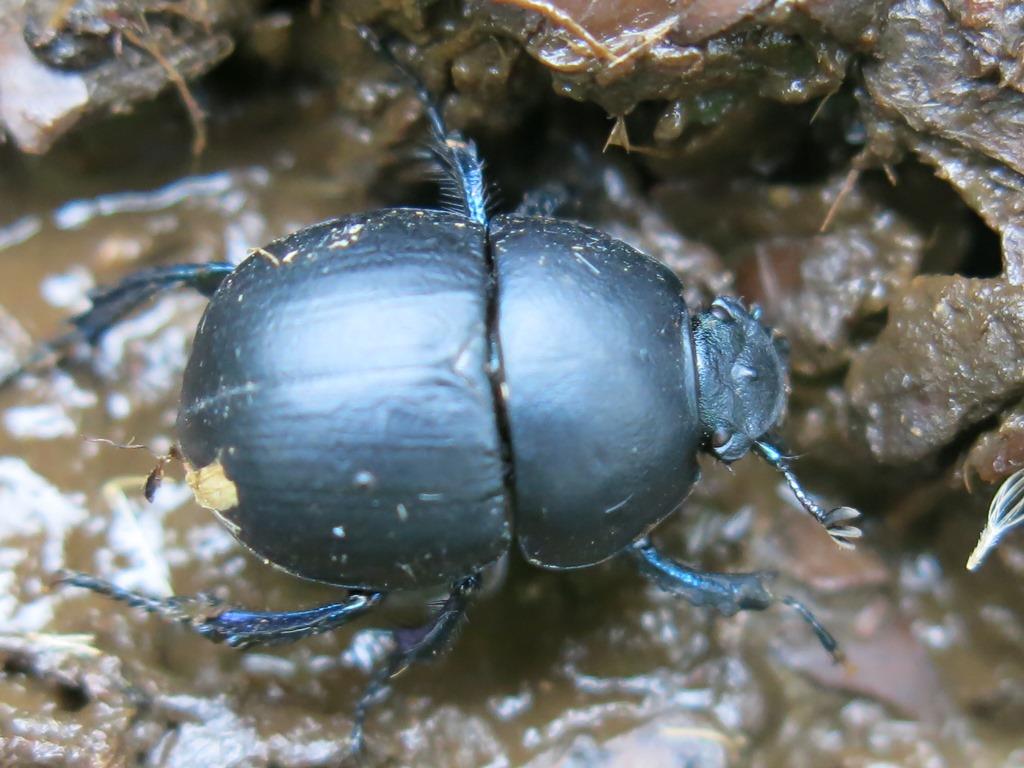 Geotrupidae:  Jekelius (Jekelius) intermedius