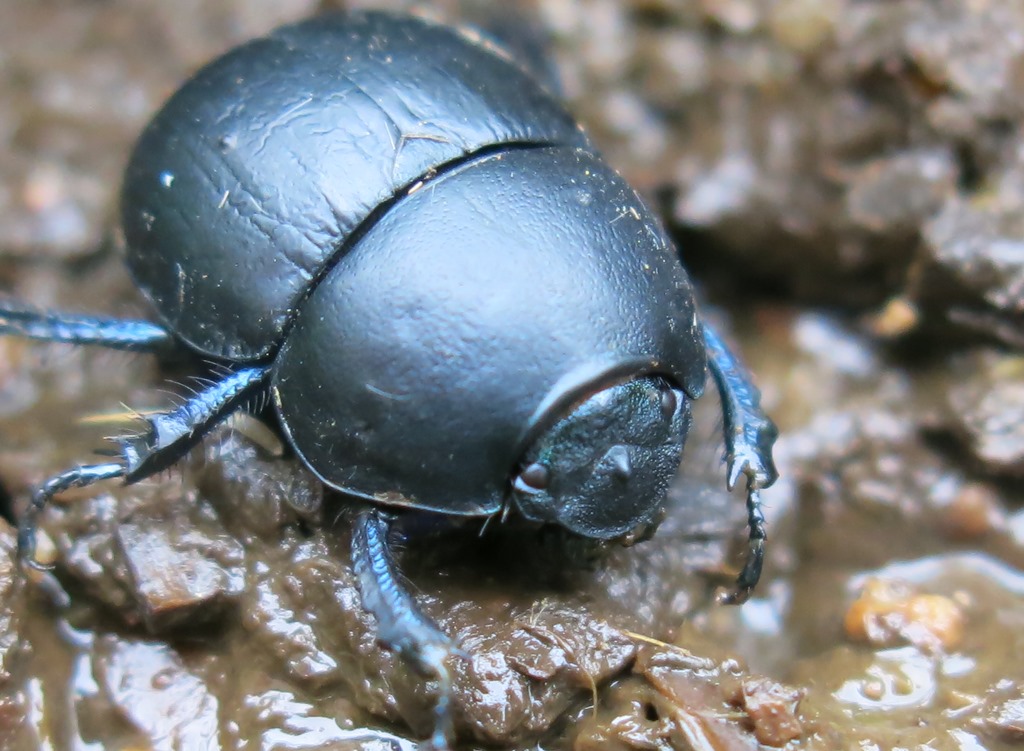 Geotrupidae:  Jekelius (Jekelius) intermedius