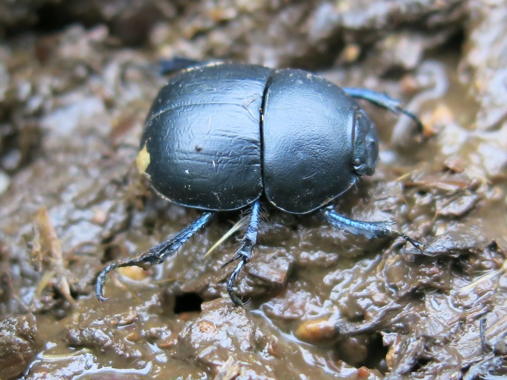 Geotrupidae:  Jekelius (Jekelius) intermedius