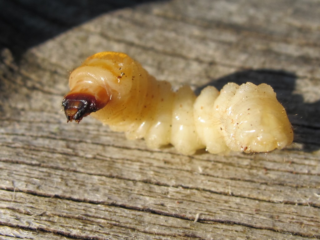 Larva di Cerambycidae