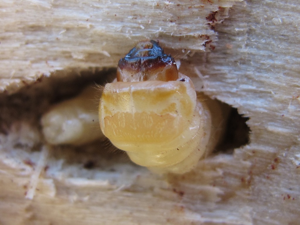 Larva di Cerambycidae