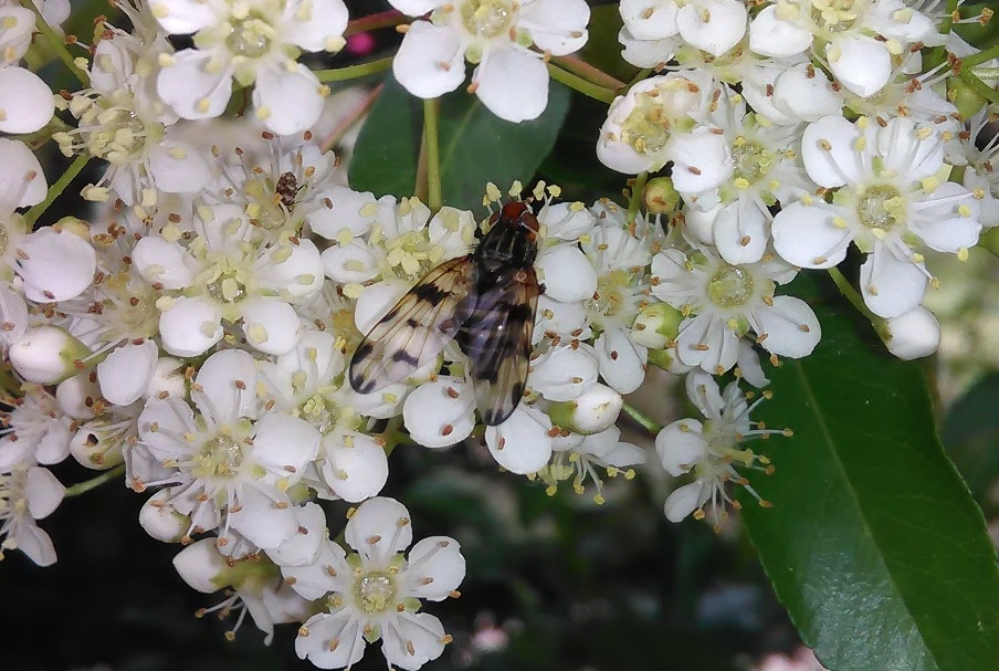 dittero da determinare: Otites sp. (Ulidiidae)