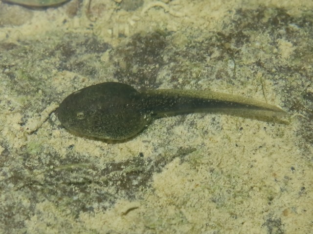 identificazione girini 1 - Rana italica