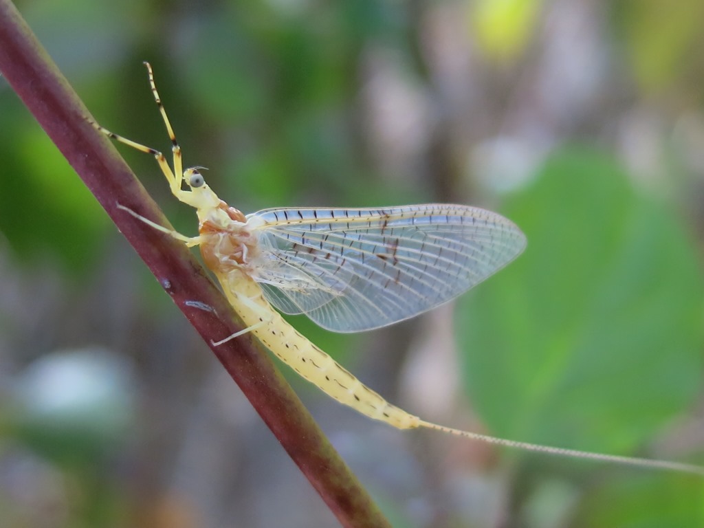 Ephemera glaucops,  femmina