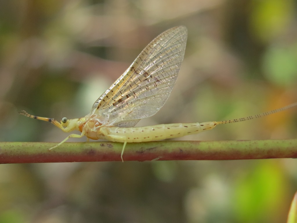 Ephemera glaucops,  femmina