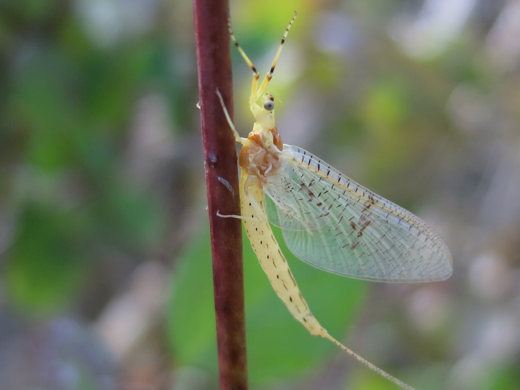 Ephemera glaucops,  femmina