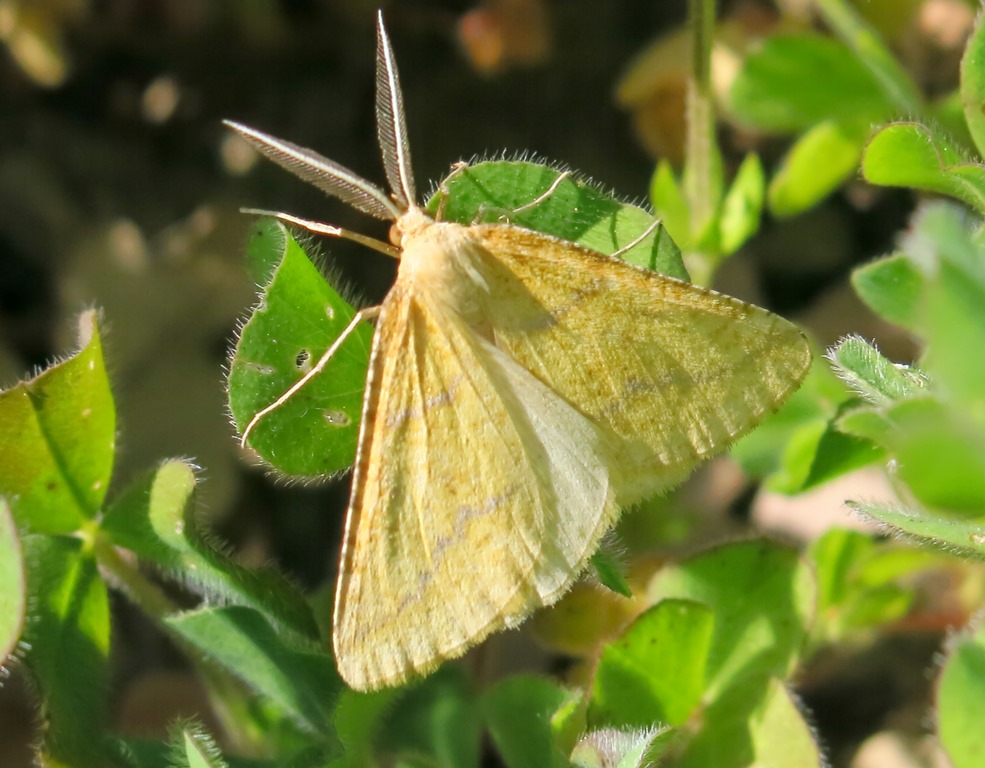 Lepidottero da determinare - Aspitates ochrearia, Geometridae