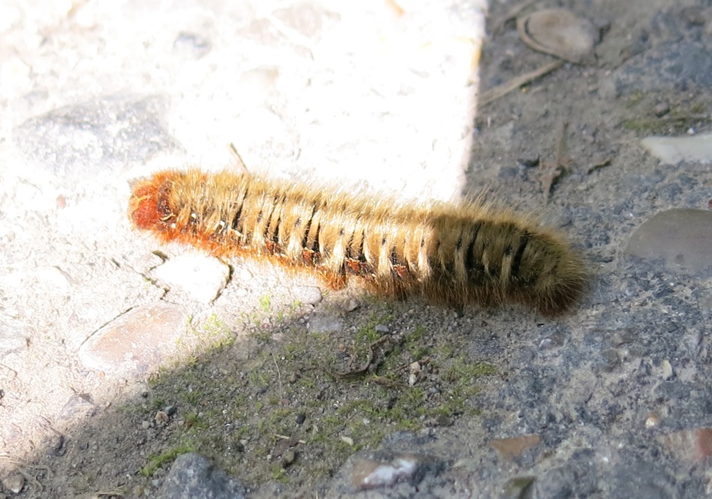 bruco di? Lasiocampa (Lasiocampa) quercus, Lasiocampidae