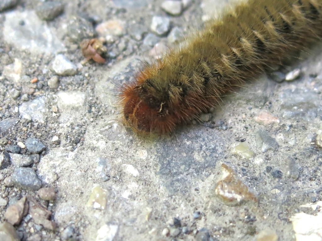 bruco di? Lasiocampa (Lasiocampa) quercus, Lasiocampidae