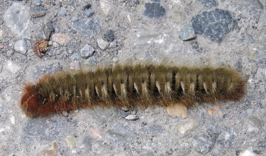 bruco di? Lasiocampa (Lasiocampa) quercus, Lasiocampidae