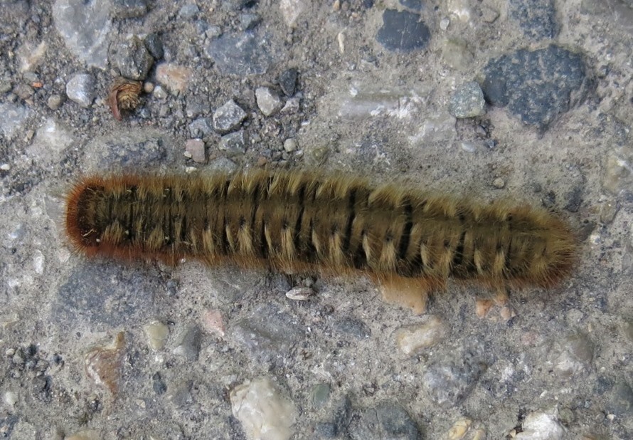 bruco di? Lasiocampa (Lasiocampa) quercus, Lasiocampidae