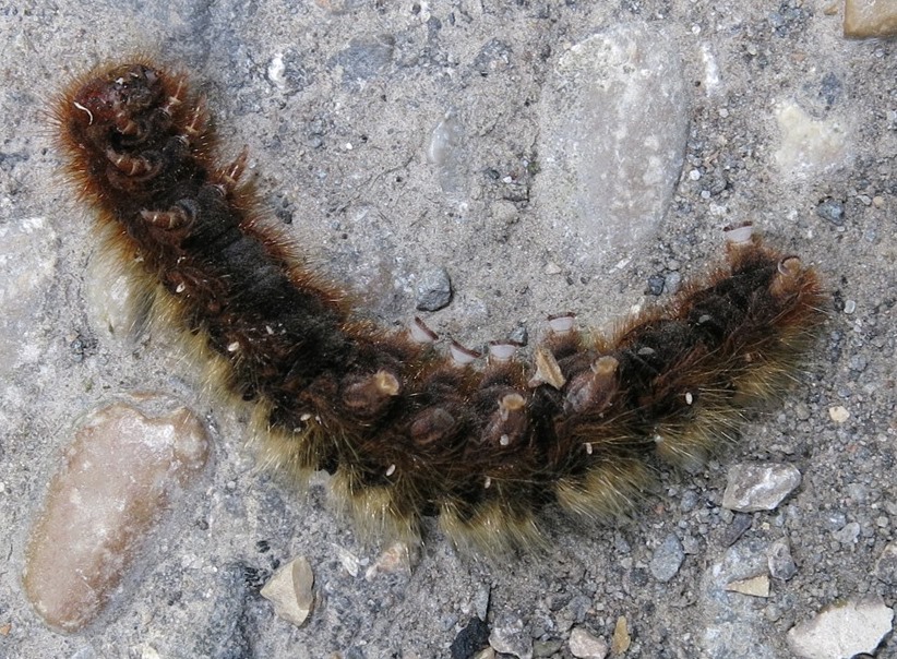 bruco di? Lasiocampa (Lasiocampa) quercus, Lasiocampidae