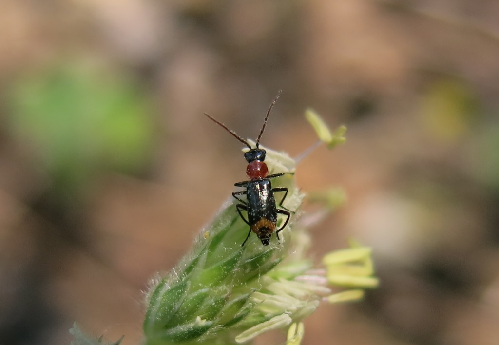 Malachiidae - Axinotarsus ruficollis?  S, maschio