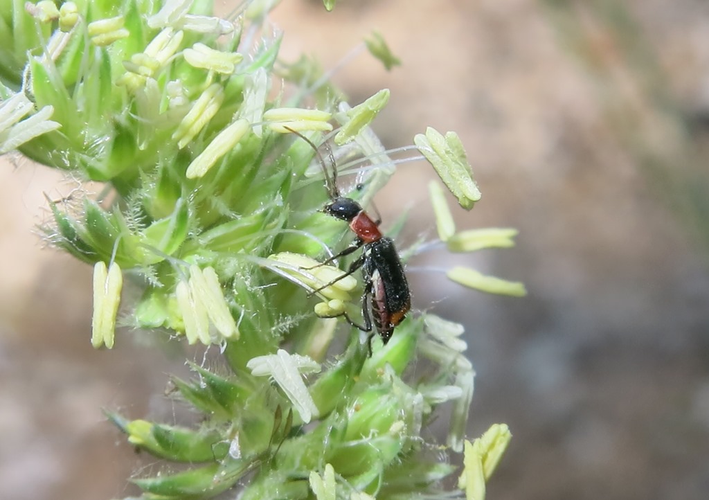 Malachiidae - Axinotarsus ruficollis?  S, maschio