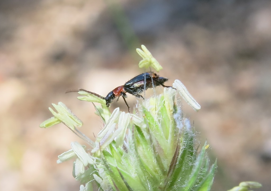 Malachiidae - Axinotarsus ruficollis?  S, maschio