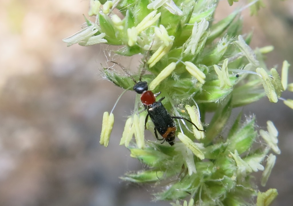 Malachiidae - Axinotarsus ruficollis?  S, maschio