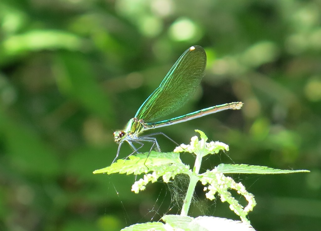 Calopteryx virgo meridionalis, C. haemorrhoidalis e C. splendens, ♂♀