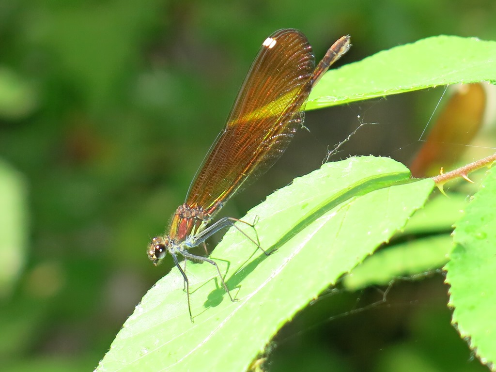 Calopteryx virgo meridionalis, C. haemorrhoidalis e C. splendens, ♂♀