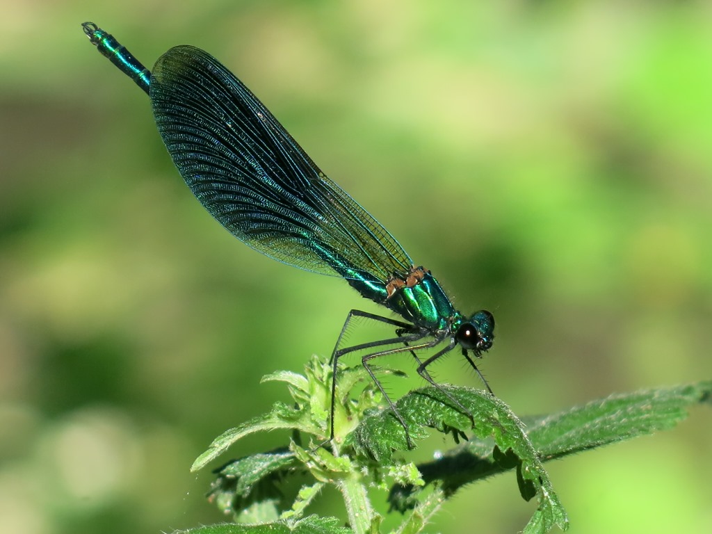 Calopteryx virgo meridionalis, C. haemorrhoidalis e C. splendens, ♂♀