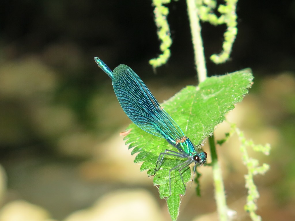 Calopteryx virgo meridionalis, C. haemorrhoidalis e C. splendens, ♂♀