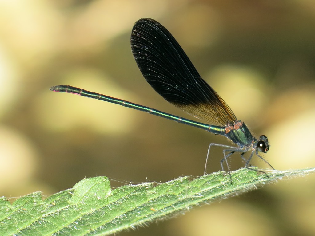 Calopteryx virgo meridionalis, C. haemorrhoidalis e C. splendens, ♂♀