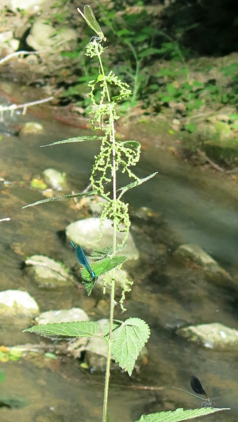 Calopteryx virgo meridionalis, C. haemorrhoidalis e C. splendens, ♂♀