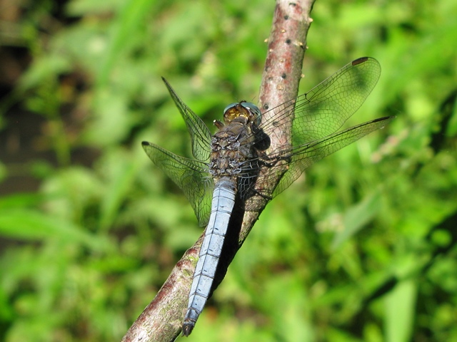 Orthetrum coerulescens, maschio