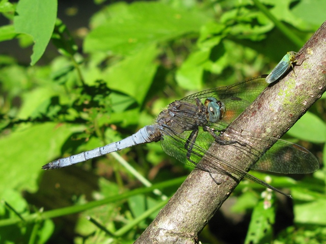 Orthetrum coerulescens, maschio