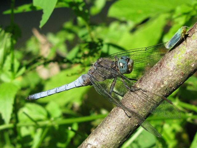 Orthetrum coerulescens, maschio