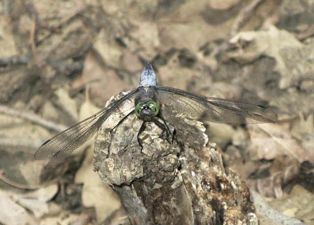 Orthetrum cancellatum, maschio